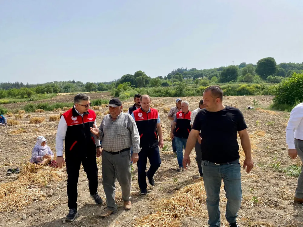 BALIKESİR SARIMSAĞINDA HASAT DEVAM EDİYOR