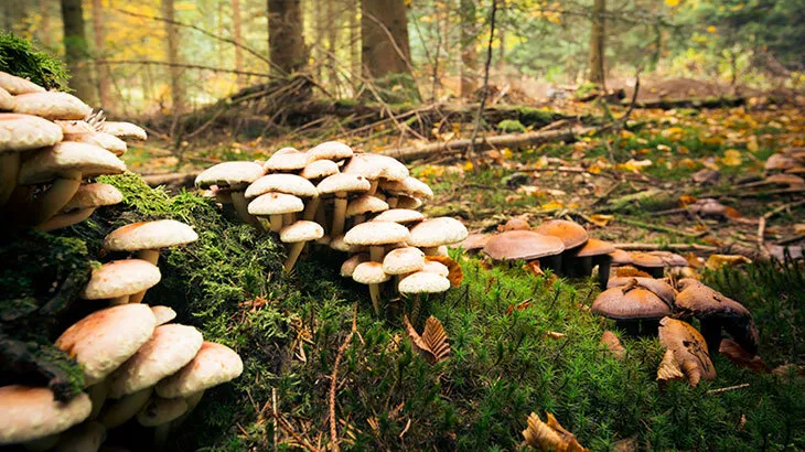 BALIKESİR’DE MANTAR ZEHİRLENMESİ: 4 KİŞİ HASTANEDE