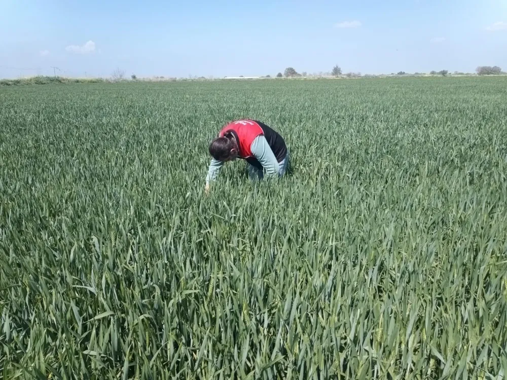 SUSURLUK İLÇE TARIM VE ORMAN MÜDÜRLÜĞÜ HUBUBAT ALANLARINDA SÜNE KONTROLLERİNE DEVAM EDİYOR